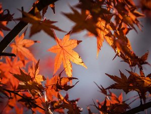 Rote Ahornblätter in der Herbstsonne