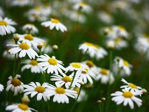 Nahaufnahme Gänseblümchen auf einer Wiese