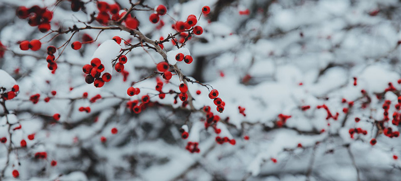 Schneebedeckte rote Beeren an einem Baum im Winter